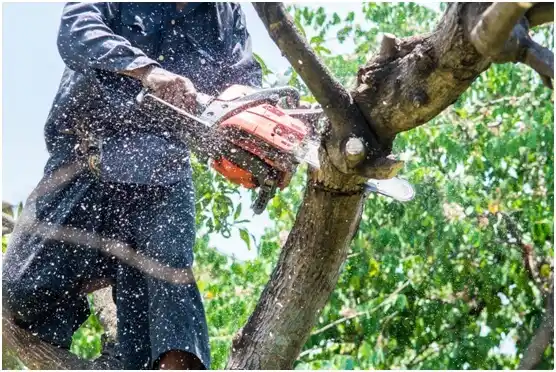 tree services Chippewa Falls